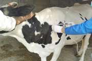 واکسیناسیون رایگان 584 راس گاو و گوساله علیه بیماری لمپی اسکین در لارستان 
