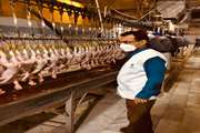 نظارت بهداشتی دامپزشکی فارس بر کشتار ۷ میلیون قطعه مرغ در یک ماه گذشته