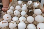 حذف مقداری تخم مرغ فاسد از یک قنادی در شهرستان اقلید