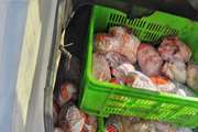 حذف 210 کیلو مرغ فاسد در شهرستان لامرد