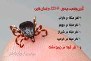 آخرین وضعیت بیماری تب خونریزی دهنده کریمه کنگو CCHF در استان فارس