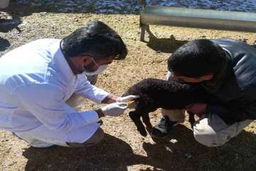 ارائه خدمات رایگان دامپزشکی بمناسبت دهه مبارک فجر در روستای انارک شهرستان خرم بید توسط اداره دامپزشک