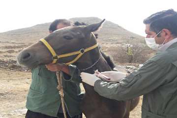 انجام تست مشمشه اسب در شهرستان اقلید