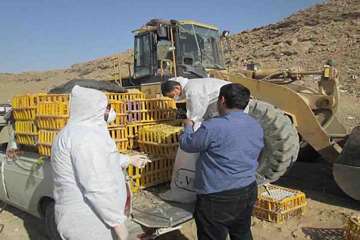 معدوم‌سازی 300 قطعه  مرغ بومی  فاقد مجوز حمل بهداشتی  با دستور دادستان در خنج