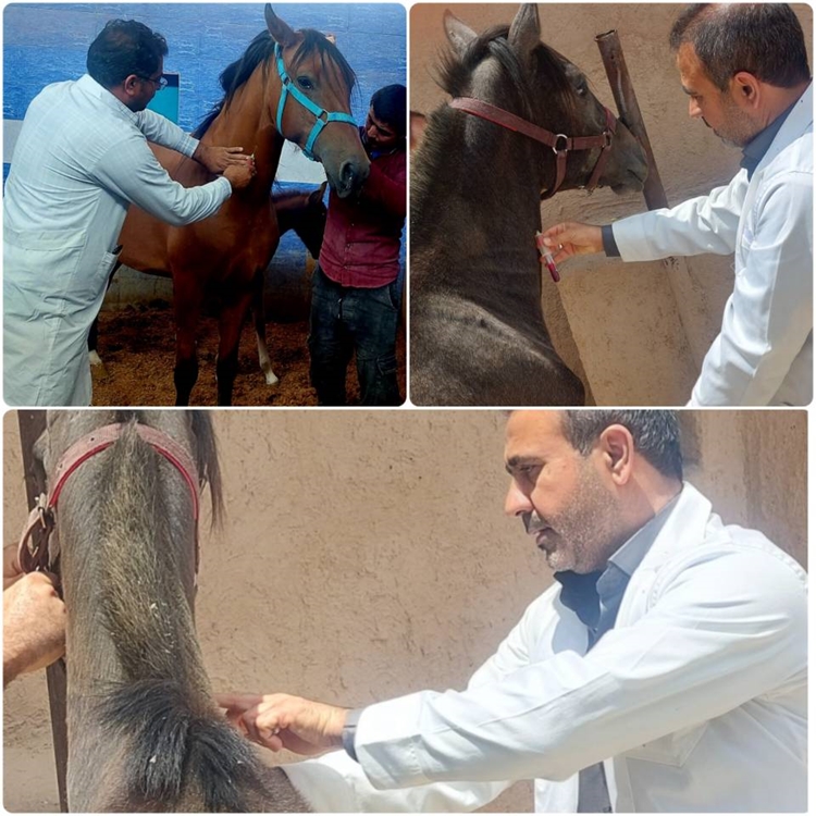 طرح پایش سرمی بیماری مشمشه دراسبداری ها وباشگاههای سطح شهرستان لارستان انجام شد.