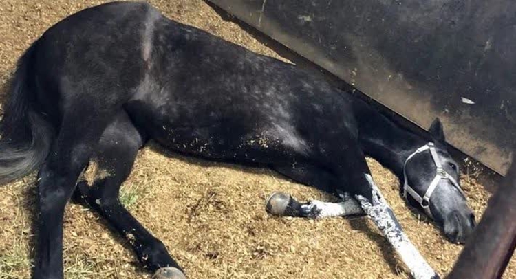 مرگ ناگهانی تعدادی  اسب در گراش